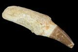 Fossil Rooted Mosasaur (Eremiasaurus) Tooth - Morocco #117001-1
